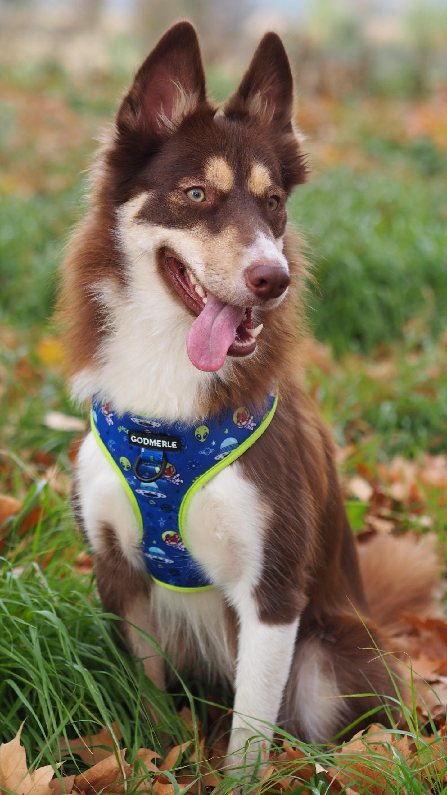 CABECERA GODMERLE MOVIL Mesa de trabajo 1 scaled