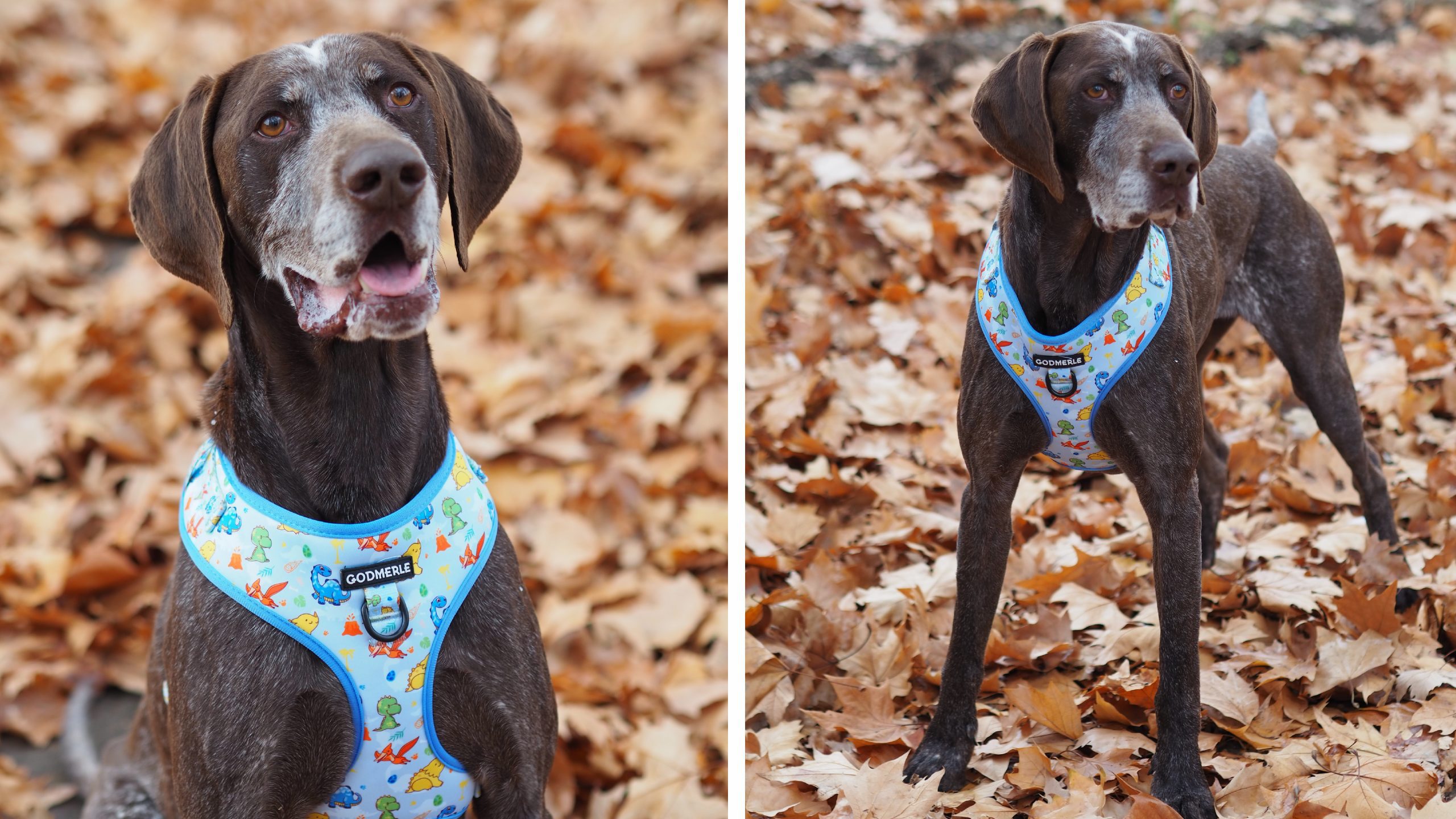 dino arnes Mesa de trabajo 1 scaled